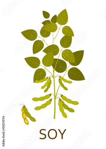 Soy plant with leaves and pods. Vector illustration.
