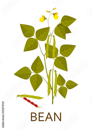 Bean plant with leaves, pods and flowers. Vector illustration. photo