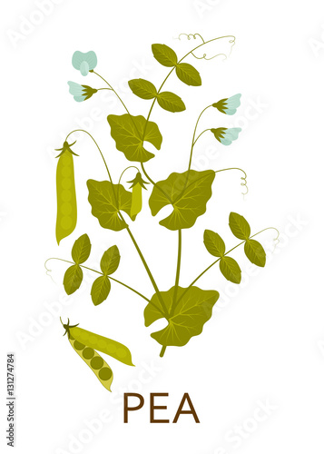 Pea plant with leaves and pods. Vector illustration.