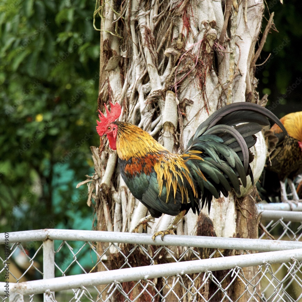 A bantam (Indonesian: Ayam kate) is a small variety of poultry, especially  chickens. - currently known as "Banten Province" or previously "Banten  Residency" . It is standing in field. Stock Photo | Adobe Stock