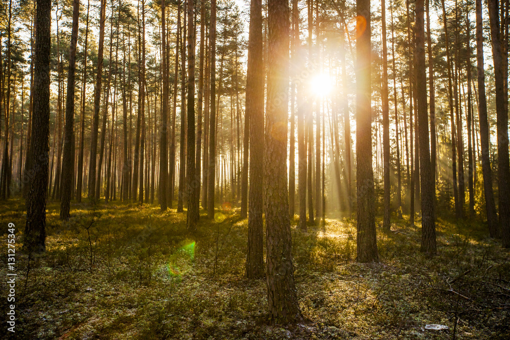 Pine forest on sunrise with warm sunbeams Pine forest on sunrise with warm sunbeams