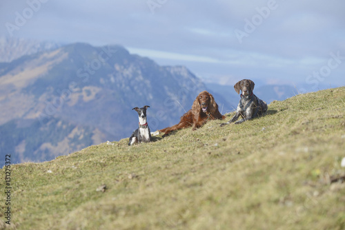 Whippet, Irish setter and German pointer in mountains