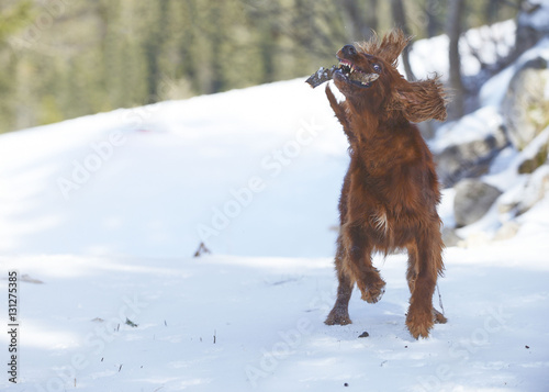 Obraz na płótnie Red Irish Setter on snow in winter