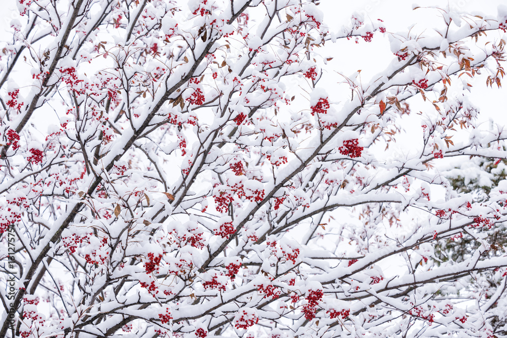 雪をかぶったナナカマドの実