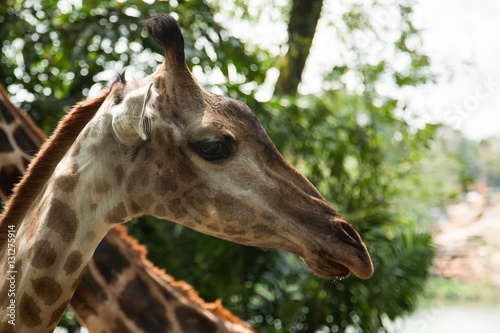 Young cute giraffe at Singapore zoo. © Panksvatouny