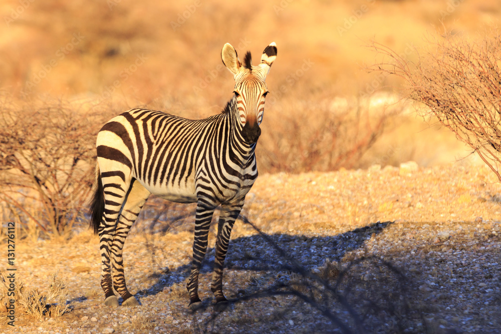 Obraz premium Zebra at sunset in Namibia