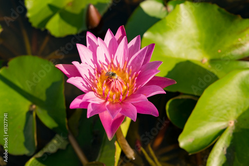 Bee on the beautiful pink lotus in a pond 