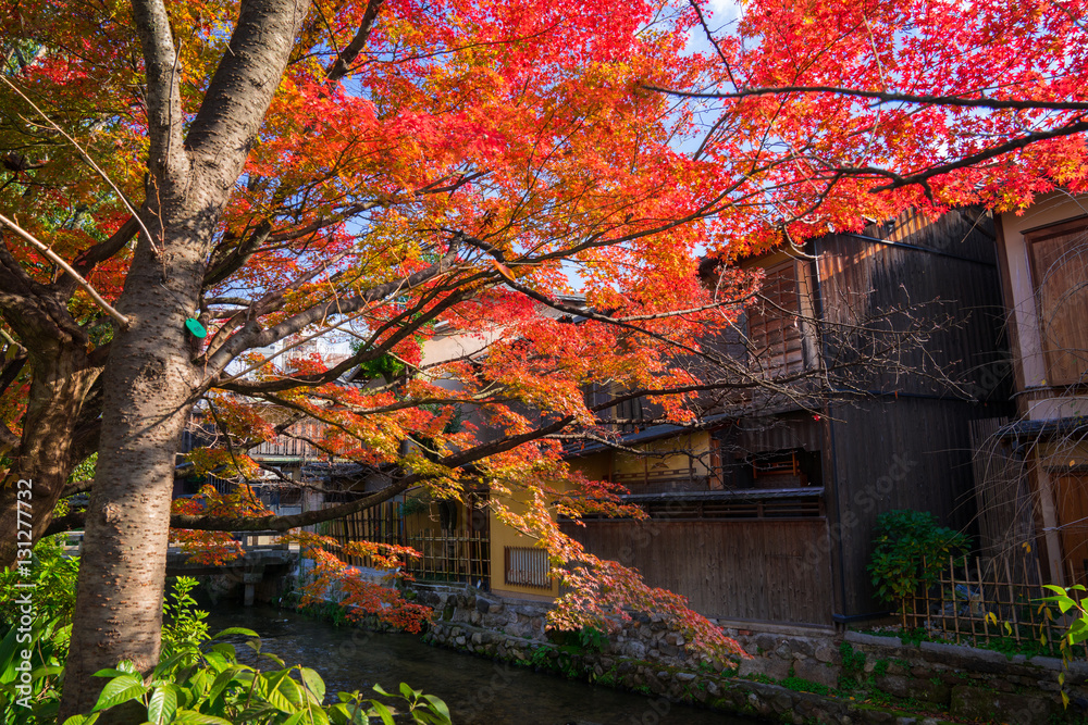 京都　祇園白川の紅葉