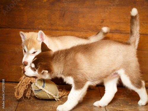 Siberian Husky dog photo