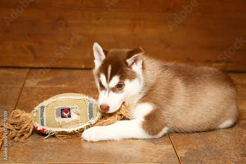 Siberian Husky dog photo