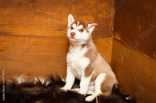 Siberian Husky dog photo