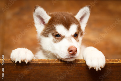 Siberian Husky dog photo
