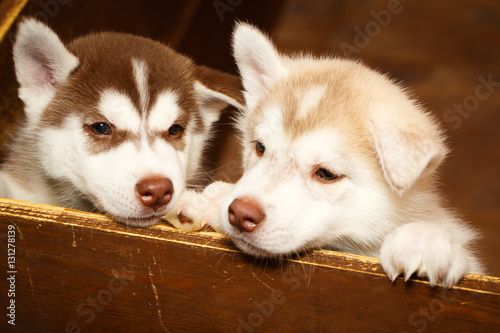 Siberian Husky dog photo