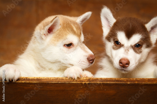 Siberian Husky dog photo