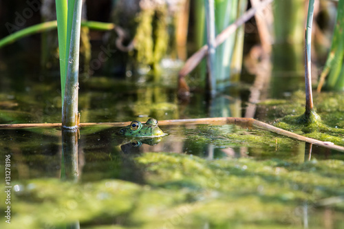 Bullfrog hiding among the reeds in a slimy swamp