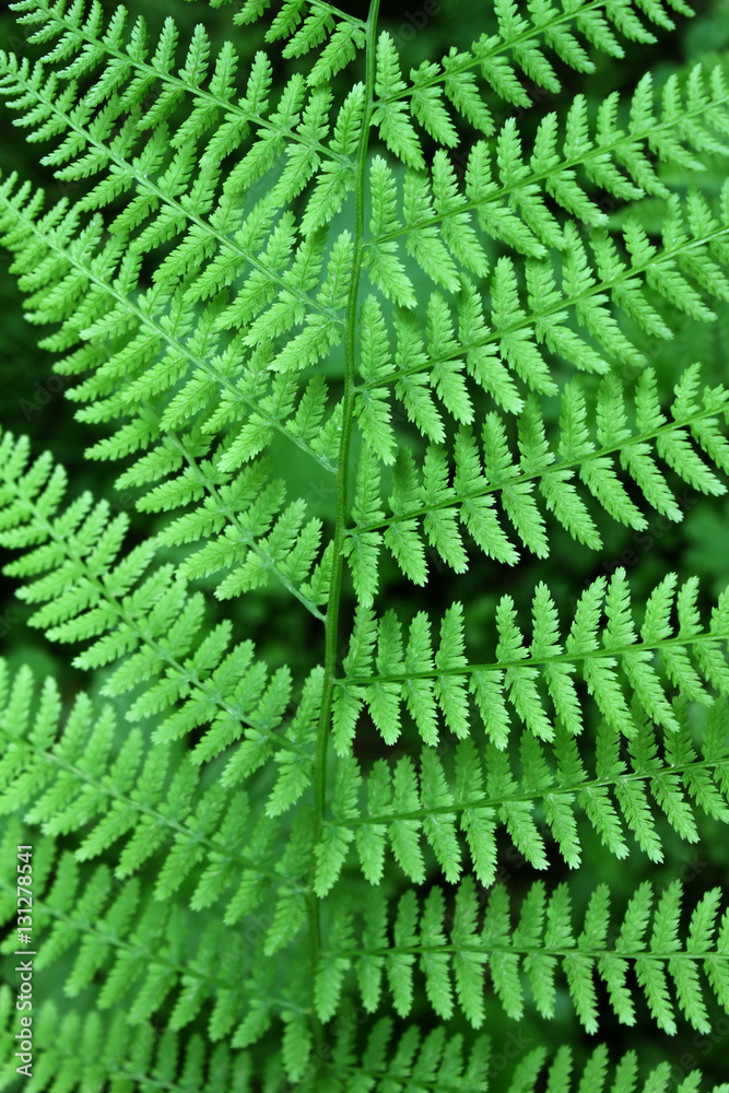 Fern background Fern background