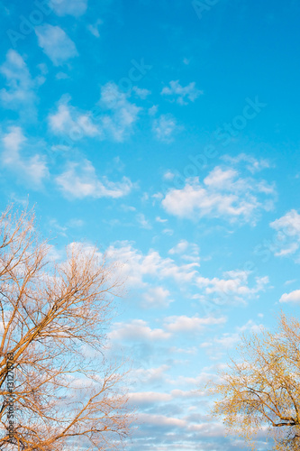 blue sky with tree