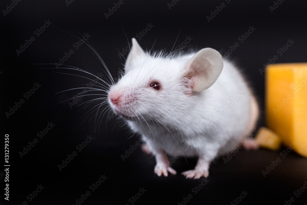 Small white mouse with a block of cheese isolated on a black background Small white mouse with a block of cheese isolated on a black background