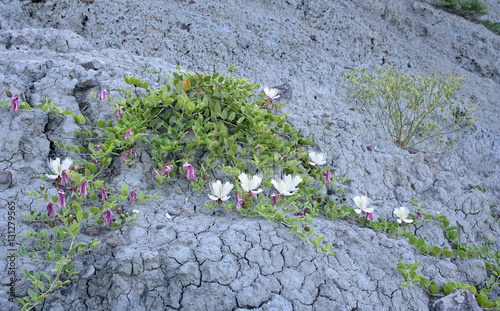 The plant with white flowers on the grey clay rock. This photo was taken on the Meganom cape in Crimea.  photo