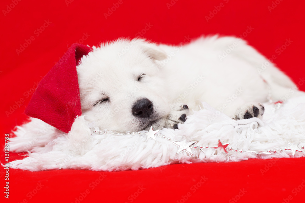 puppy in a Christmas hat puppy in a Christmas hat