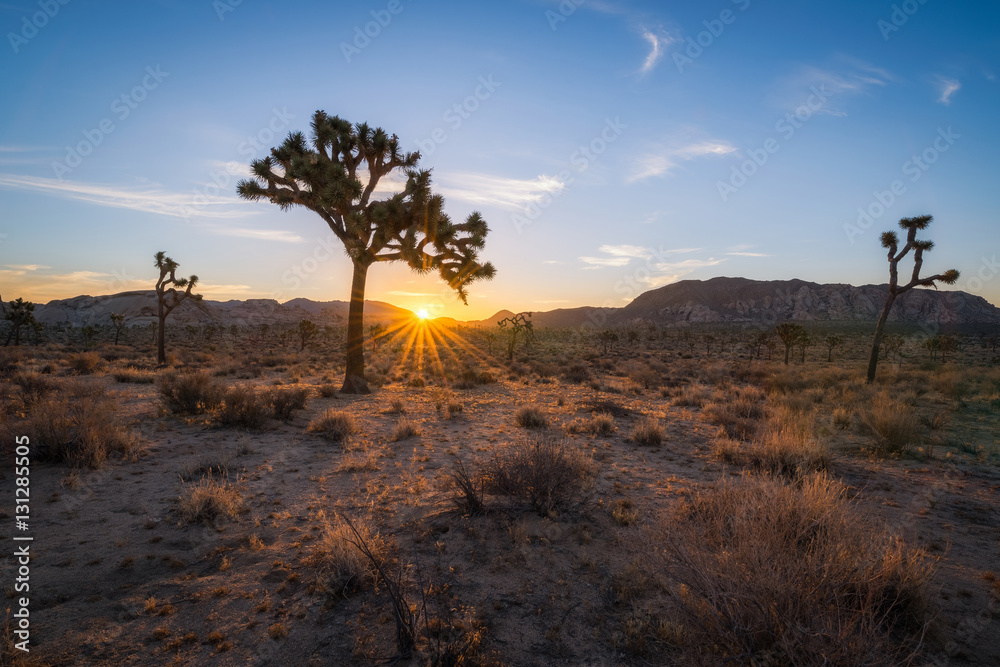 Fototapeta premium Joshua Tree national park sunrise 