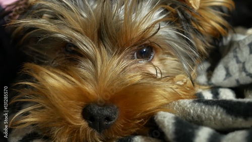sad Yorkshire terrier lonely sick dog on the bed