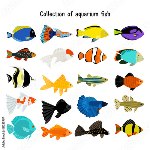 Aquarium fish set. Vector underwater diving fishes isolated on white background