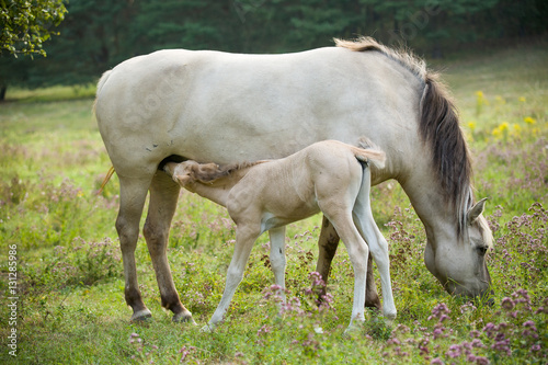 wild horses
