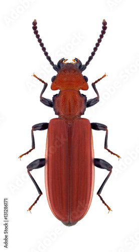 Beetle Cucujus cinnaberinus on a white background