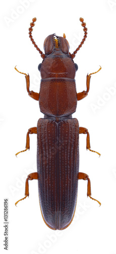 Beetle Prostomis mandibularis on a white background photo