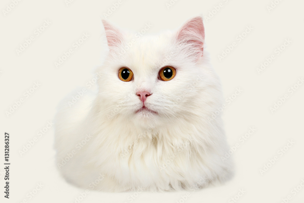 white cat with yellow eyes on white background