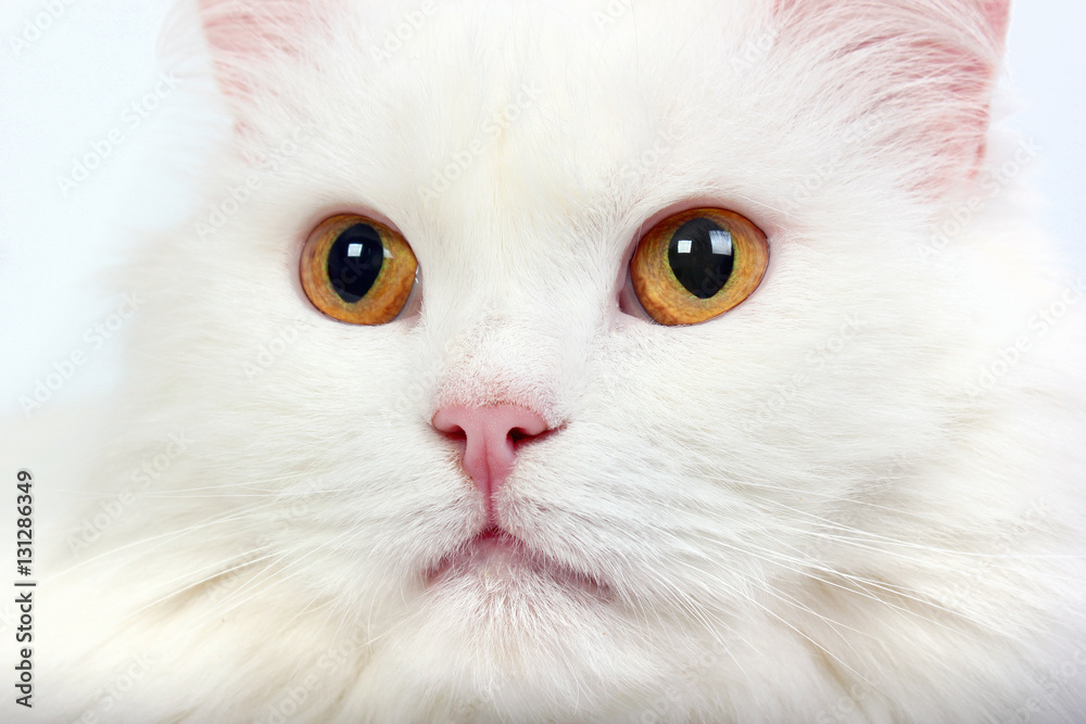 white cat head with yellow eyes closeup image