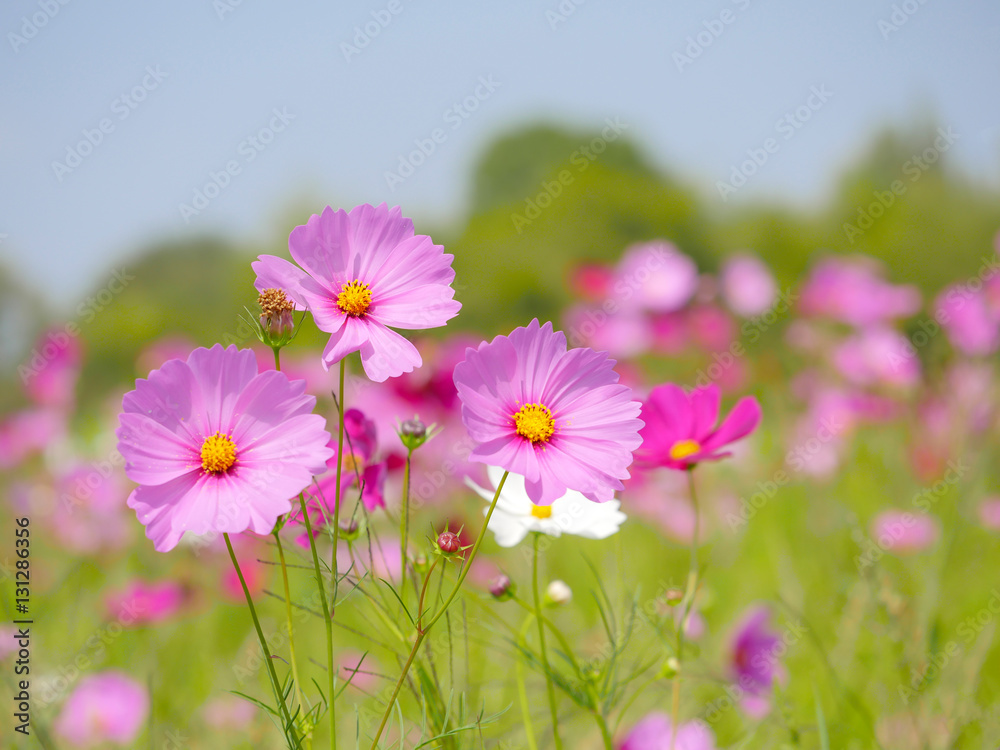 Pink cosmos flower with blur background and blue sky 1 Pink cosmos flower with blur background and blue sky 1