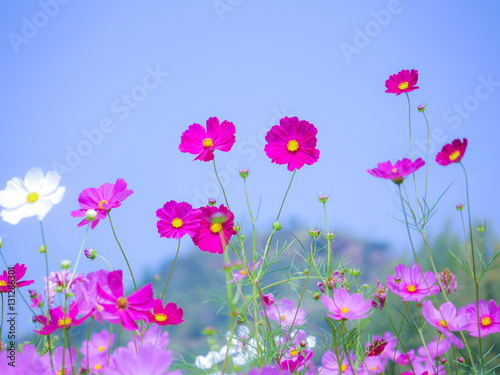 Pink and violet cosmos flower with blur background and blue sky