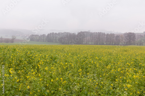 foggy spring landscape