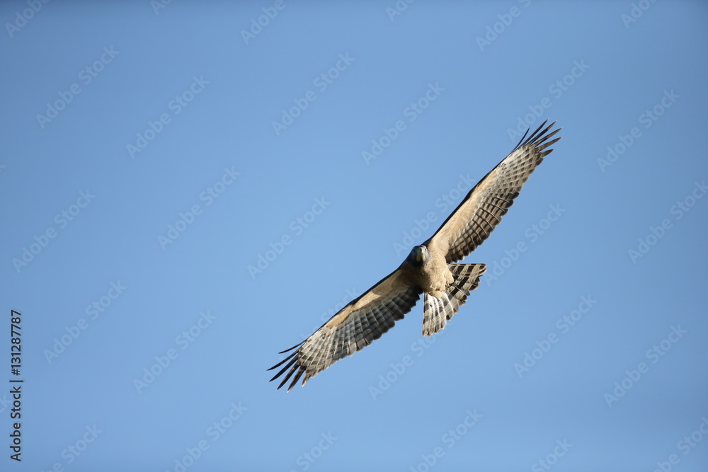 Obraz premium ハチクマ,鳥綱タカ目タカ科ハチクマ属