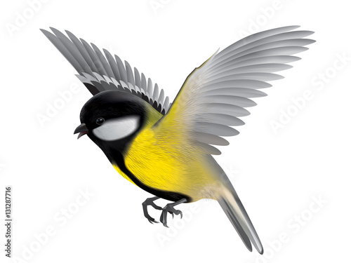 bird titmouse illustration