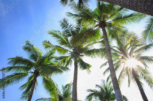 Coconut Palm tree on blue sky