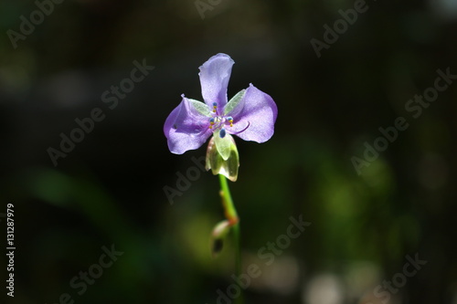 A small purple wild flower in the beautiful sunlight