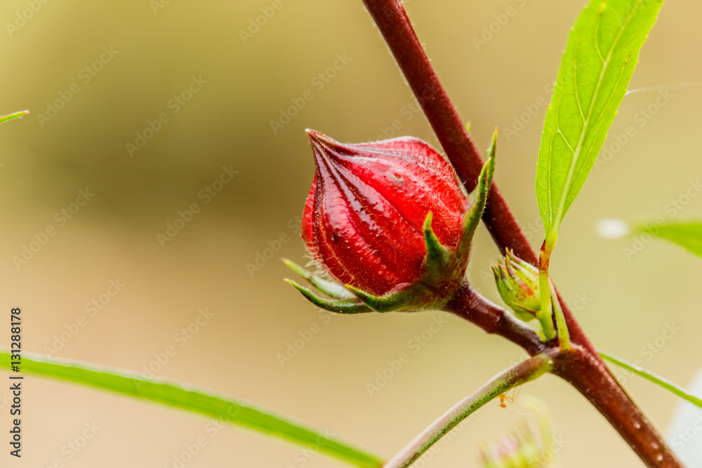 Hibiscus sabdariffa or roselle fruits Hibiscus sabdariffa or roselle fruits
