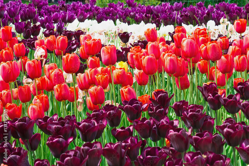 flowerbed with pink, white and purple tulips in the park flowerbed with pink, white and purple tulips in the park