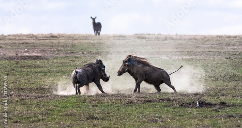 Foto Warthogs. The battle in the field. SweetWaters, Kenya