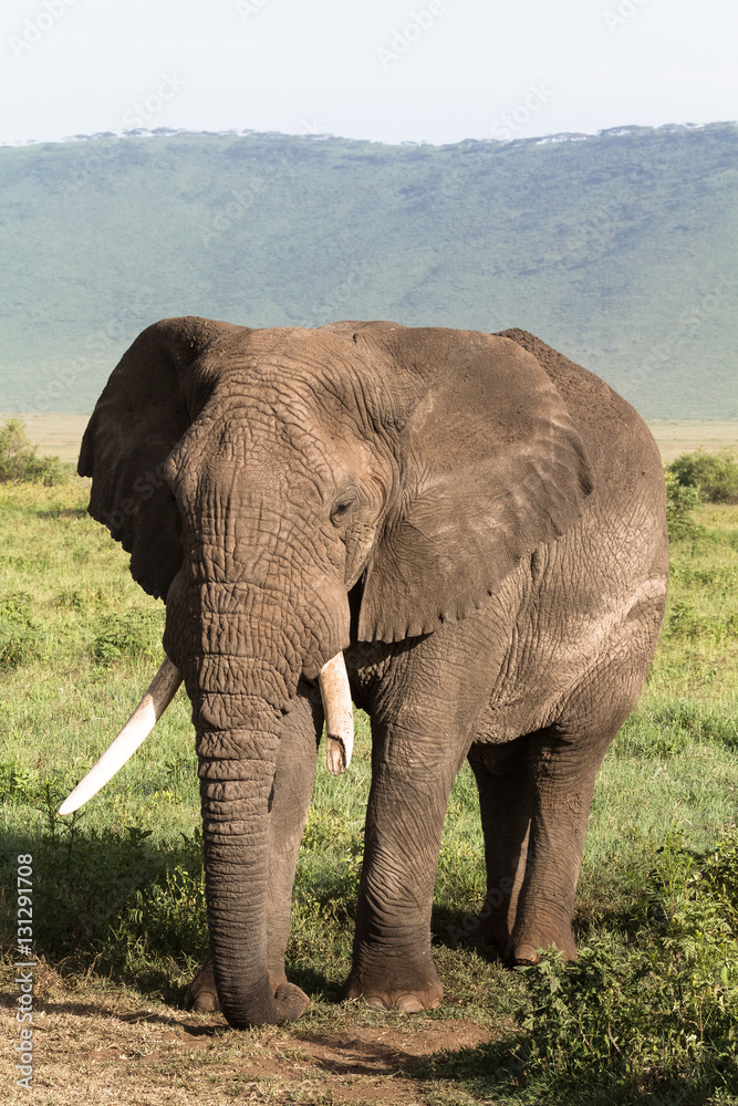 Old elephant. Very big animal. NgoroNgoro crater, Tanzania