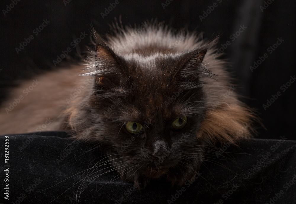 Studio Portrait of a beautiful Maine Coon Cat