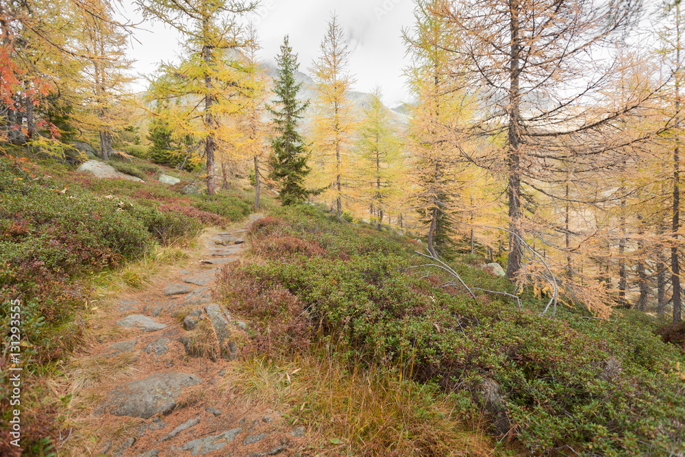 walking into the forest long a path in a cloudy autumnal day. walking into the forest long a path in a cloudy autumnal day.