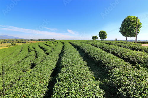 Tea plantation in Chiang rai  Thailand