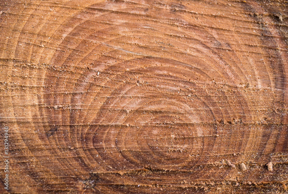 Naklejka premium cross section of the tree