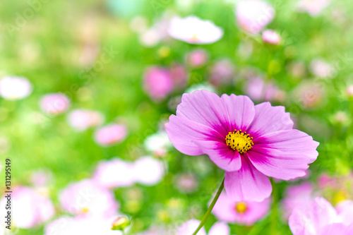 Purple cosmos flowers