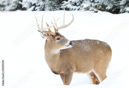 White-tailed deer buck isolated on a white background in the winter snow in Canada