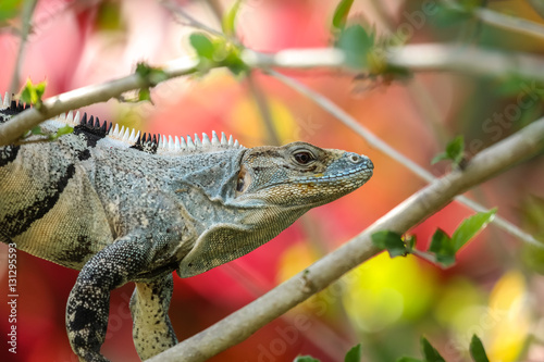 Gemeiner Schwarzleguan  Costa Rica